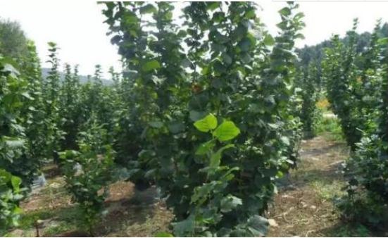榛子樹的種植方法與注意事項 榛子樹長在哪里