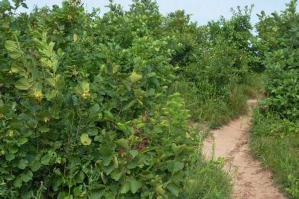 榛子樹的種植方法與注意事項 榛子樹長在哪里