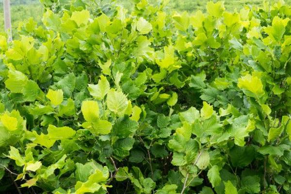 榛子樹的種植方法與注意事項 榛子樹長在哪里