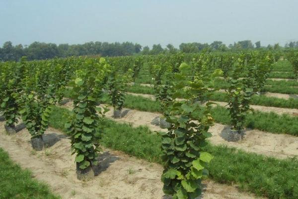 榛子樹的種植方法與注意事項 榛子樹長在哪里