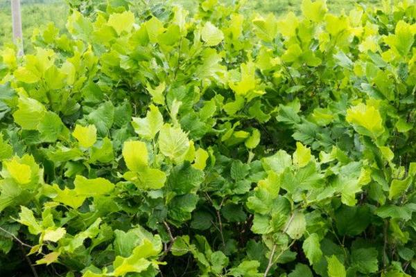 榛子樹苗市場價格多少錢一棵 榛子樹怎么種植