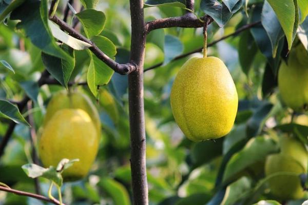 長把梨功效與作用及禁忌 長把梨營養(yǎng)價值