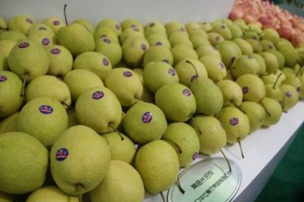 長把梨功效與作用及禁忌 長把梨營養(yǎng)價值