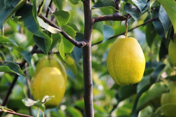 長把梨功效與作用及禁忌 長把梨營養(yǎng)價值
