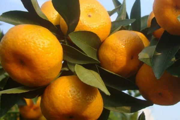 橘子和桔子的區別是什么 橘子的種類有哪些