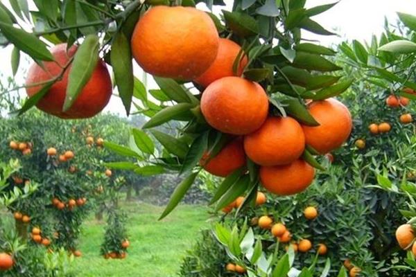 橘子和桔子的區別是什么 橘子的種類有哪些