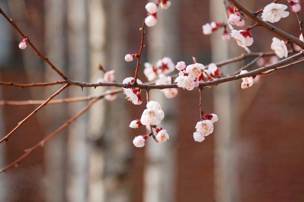 夢見梅花是什么意思 女人夢見梅花開滿枝頭有什么預兆