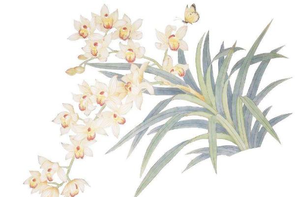 夢見蘭花是什么意思 孕婦夢見蘭花開了有什么預兆