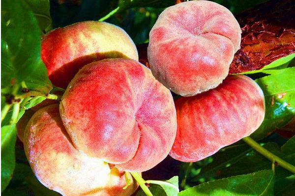 蟠桃功效與作用及禁忌 蟠桃營(yíng)養(yǎng)價(jià)值