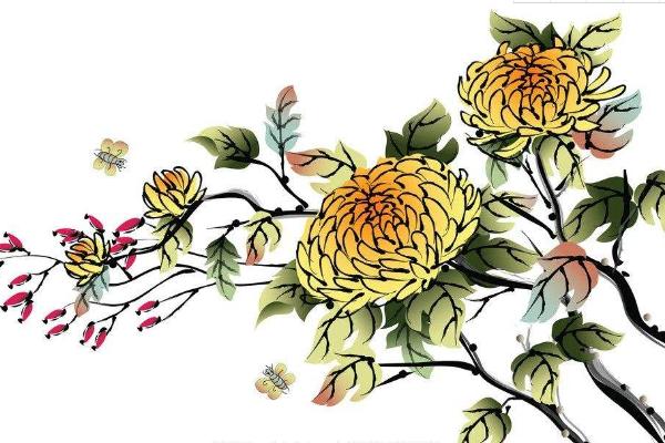 夢(mèng)見菊花是什么意思 夢(mèng)見別人送不同顏色的菊花給自己有什么預(yù)兆