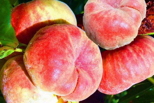 蟠桃和水蜜桃的區別是什么 蟠桃和水蜜桃哪個好吃