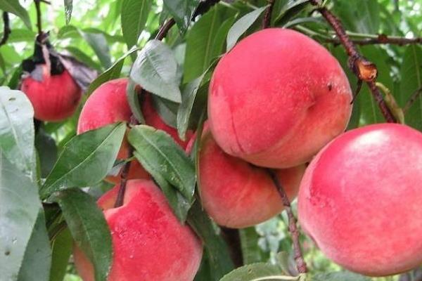 南匯水蜜桃上市時間（幾月） 水蜜桃哪里的最好吃