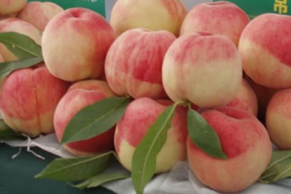 水蜜桃成熟季節（幾月） 水蜜桃哪個品種好