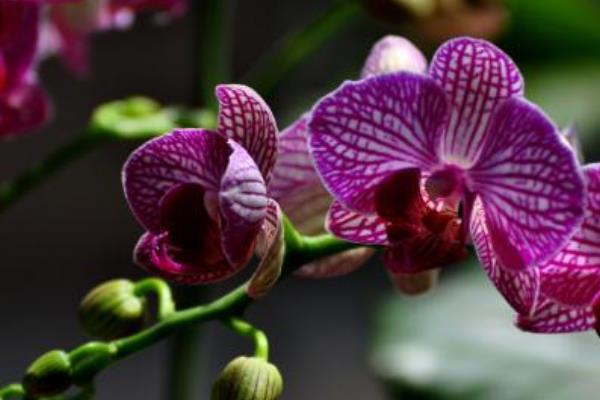 蝴蝶蘭怎么養（好養嗎） 蝴蝶蘭的養殖方法與注意事項