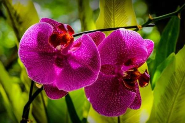 蝴蝶蘭市場價格多少錢一盆 蝴蝶蘭什么顏色貴