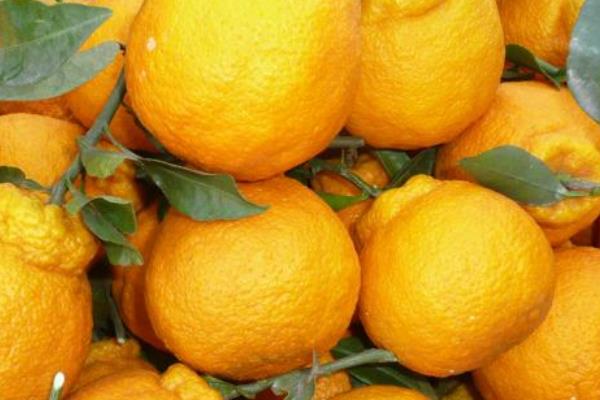 丑八怪橘子市場價格多少錢一斤 丑橘的營養成分有哪些