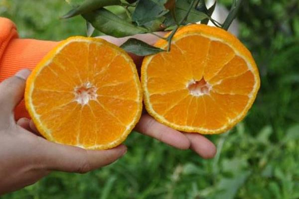 丑八怪橘子市場價格多少錢一斤 丑橘的營養成分有哪些