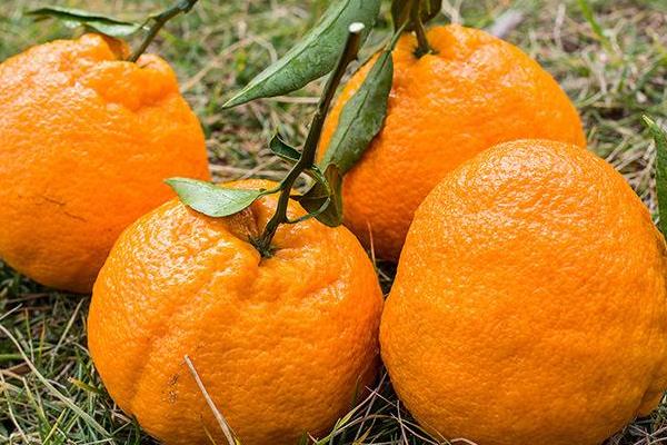 吃丑八怪橘子上火嗎 丑八怪橘子產地在哪里