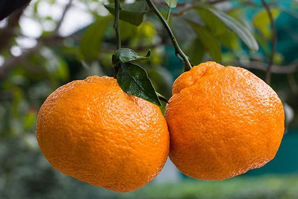吃丑八怪橘子上火嗎 丑八怪橘子產地在哪里