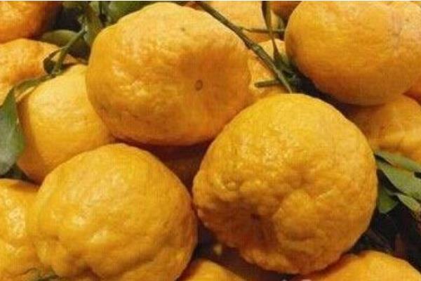 吃丑八怪橘子上火嗎 丑八怪橘子產地在哪里