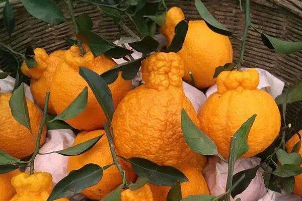 吃丑八怪橘子上火嗎 丑八怪橘子產地在哪里