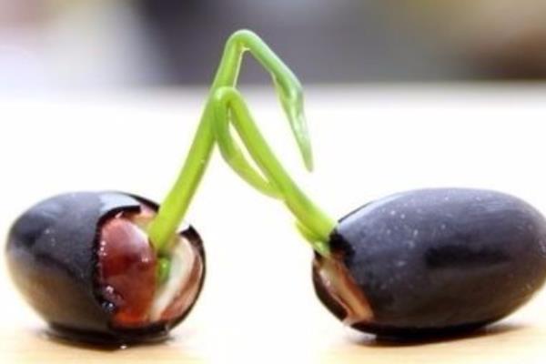 碗蓮種子發芽后怎么辦 種碗蓮用什么土