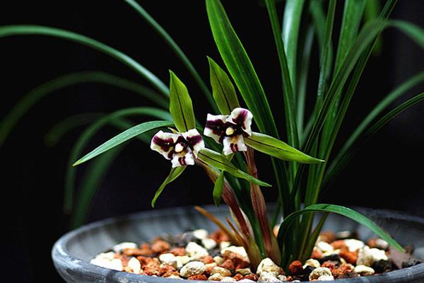 春蘭和惠蘭的區別是什么  春蘭與豆瓣蘭的區別