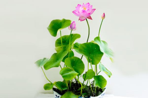 荷花盆栽不開花的原因及解決方法  荷花的花期是什么時候