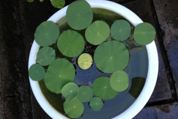 碗蓮怎么換水 碗蓮種子怎么開口