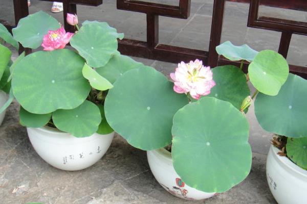 碗蓮怎么換水 碗蓮種子怎么開口