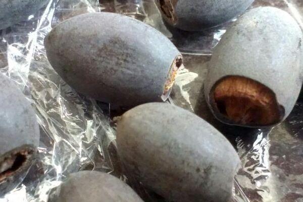 碗蓮怎么換水 碗蓮種子怎么開口