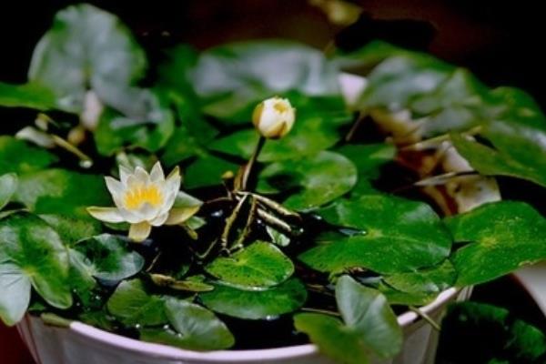 碗蓮怎么換水 碗蓮種子怎么開口