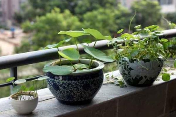 碗蓮怎么換水 碗蓮種子怎么開口