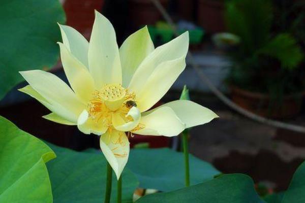 碗蓮怎么換水 碗蓮種子怎么開口