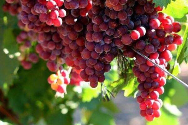 紅玫瑰葡萄怎么種 紅玫瑰葡萄種植技術與注意事項