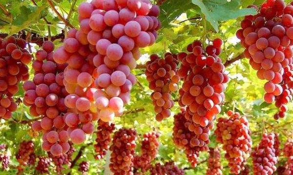 紅玫瑰葡萄怎么種 紅玫瑰葡萄種植技術(shù)與注意事項(xiàng)