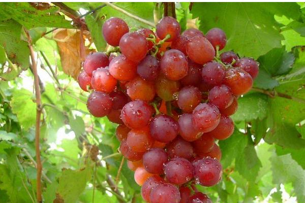 紅玫瑰葡萄怎么種 紅玫瑰葡萄種植技術(shù)與注意事項(xiàng)