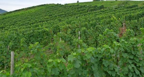 紅玫瑰葡萄怎么種 紅玫瑰葡萄種植技術(shù)與注意事項(xiàng)