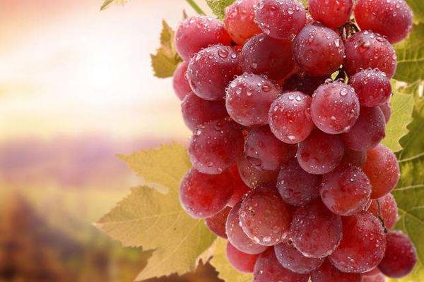 紅玫瑰葡萄怎么種 紅玫瑰葡萄種植技術(shù)與注意事項(xiàng)