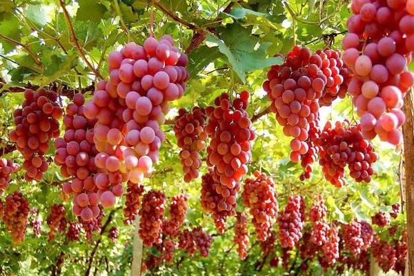 紅玫瑰葡萄怎么種 紅玫瑰葡萄種植技術(shù)與注意事項(xiàng)