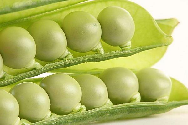 豌豆是不是發物 豌豆吃多了會怎么樣