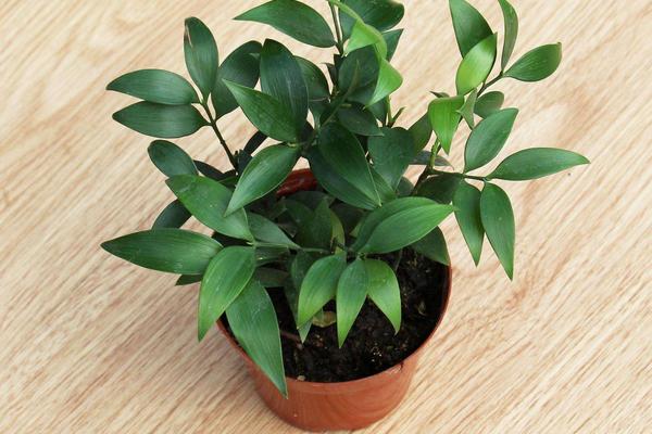 家庭養竹柏好嗎 養竹柏對風水的作用（寓意）