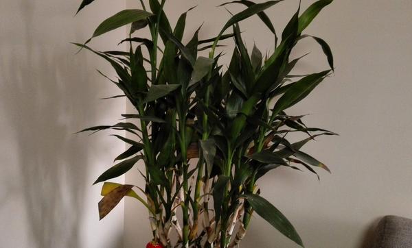 家庭養竹柏好嗎 養竹柏對風水的作用（寓意）