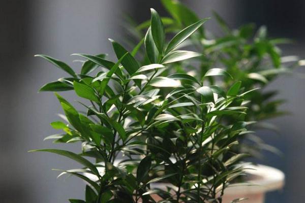 家庭養竹柏好嗎 養竹柏對風水的作用（寓意）