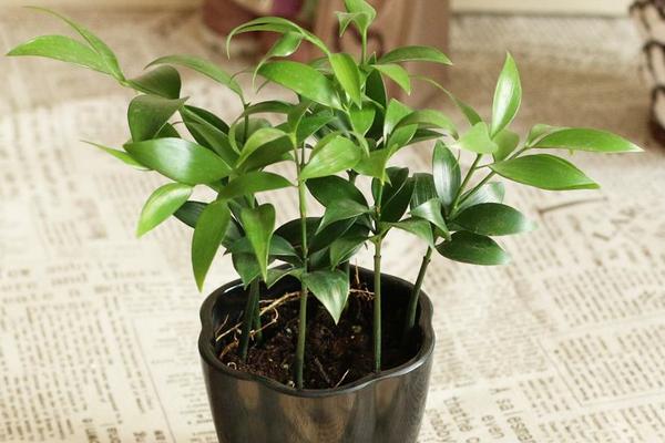 家庭養竹柏好嗎 養竹柏對風水的作用（寓意）