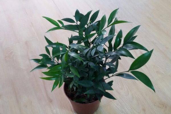 家庭養竹柏好嗎 養竹柏對風水的作用（寓意）