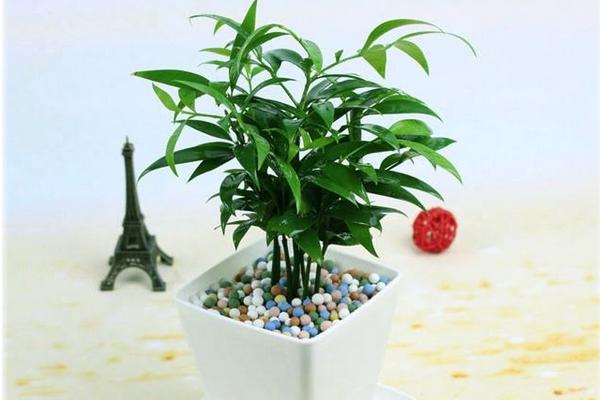 家庭養竹柏好嗎 養竹柏對風水的作用（寓意）