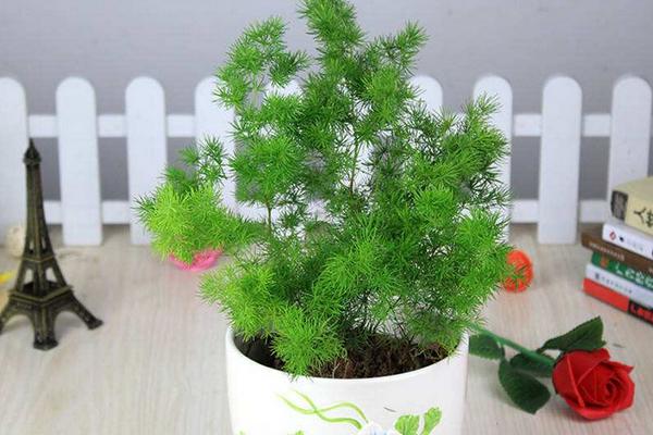 蓬萊松市場價格多少錢一盆 蓬萊松的養殖方法