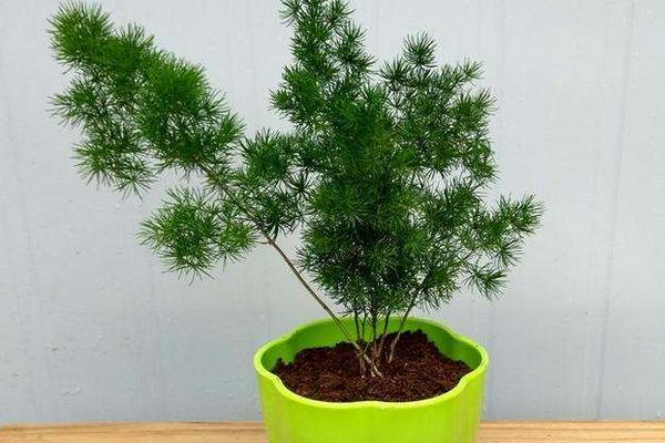 蓬萊松市場價格多少錢一盆 蓬萊松的養殖方法