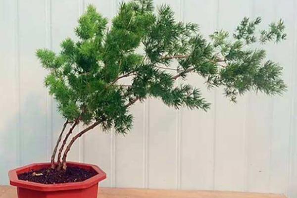 蓬萊松市場價格多少錢一盆 蓬萊松的養殖方法